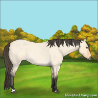 Horse Color:Buckskin Roan Dun 