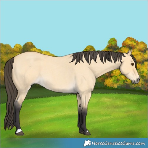 Horse Color:Buckskin Roan Dun