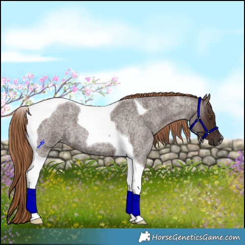 Horse Color:Liver Red Roan Tobiano
