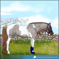 Horse Color:Liver Red Roan Tobiano 