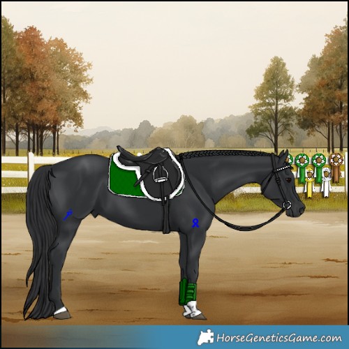 Horse Color:Black Tobiano 