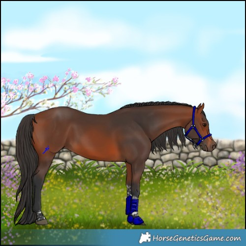 Horse Color:Bay Tobiano 