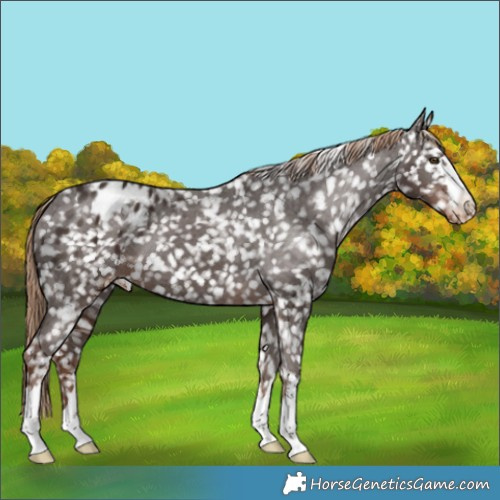 Horse Color:Liver Chestnut Appaloosa 