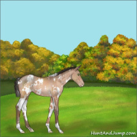Horse Color:White Spotted Amber Champagne 