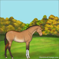 Horse Color:Buckskin Dun 