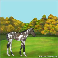 Horse Color:White Spotted Brown Dun Brindle