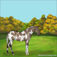 Horse Color:White Spotted Silver Brown Dun 