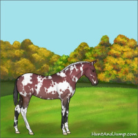Horse Color:White Spotted Bay Dun