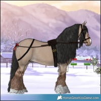 Horse Color:Liver Red Dun Rabicano 