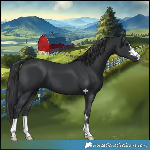 Horse Color:Black 