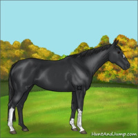 Horse Color:Black 
