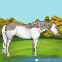Horse Color:Silver Grullo Splash Frame Rabicano 