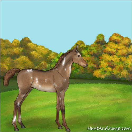 Horse Color:Gray White Spotted Liver Red Dun 