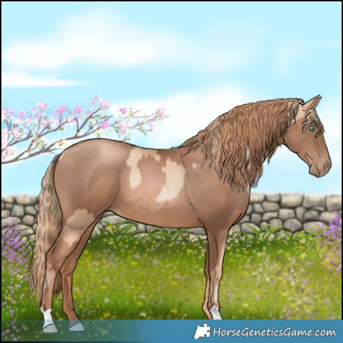 Horse Color:Gold Champagne Pearl Rabicano and Liver Chestnut Pearl Rabicano