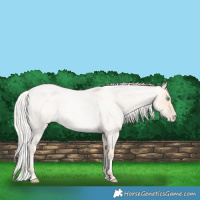 Horse Color:Silver Sable Cream Champagne Roan Pearl 