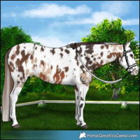 Horse Color:Bay Splash Tobiano Appaloosa  and Bay Dun Splash Tobiano Appaloosa 