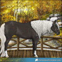 Horse Color:Liver Chestnut Mushroom