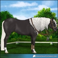 Horse Color:Liver Chestnut Mushroom 