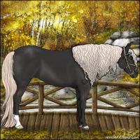 Horse Color:Liver Chestnut Mushroom 