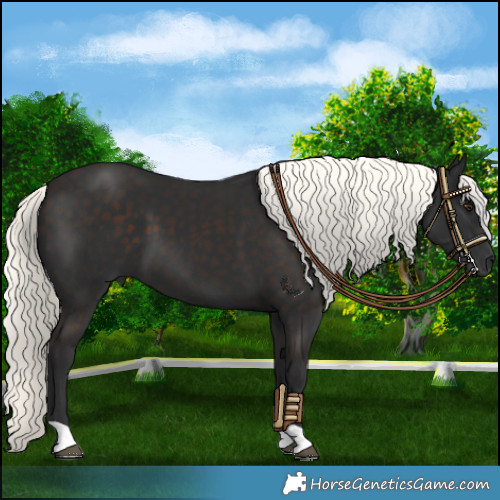 Horse Color:Liver Chestnut Mushroom 