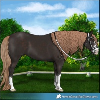 Horse Color:Liver Chestnut 