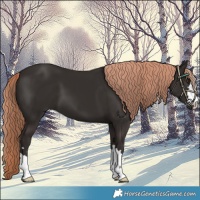 Horse Color:Liver Chestnut 