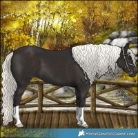 Horse Color:Liver Chestnut Mushroom 