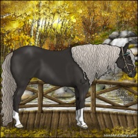 Horse Color:Liver Chestnut Mushroom 