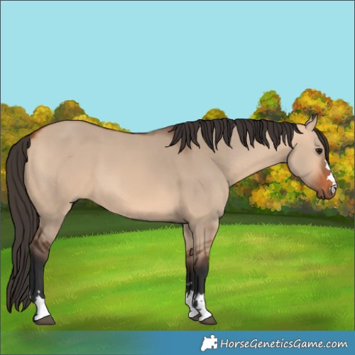 Horse Color:Bay Dun 