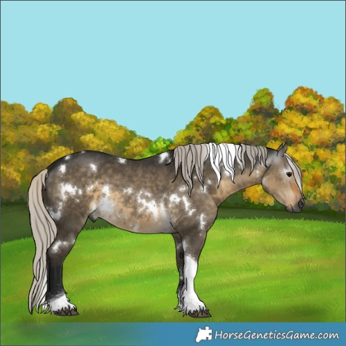 Horse Color:Gray White Spotted Silver Smoky Grullo Tobiano 
