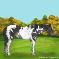 Horse Color:White Spotted Black Tobiano 