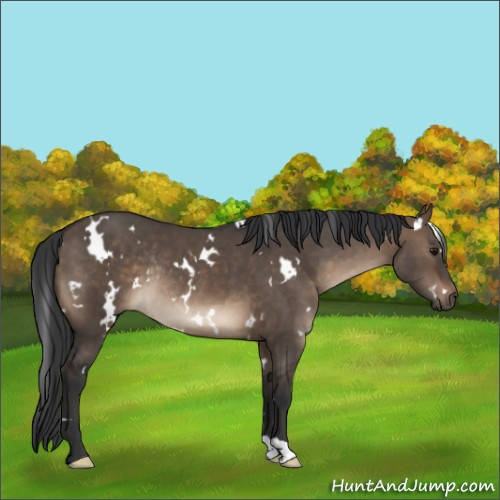 Horse Color:White Spotted Brown Dun Rabicano 