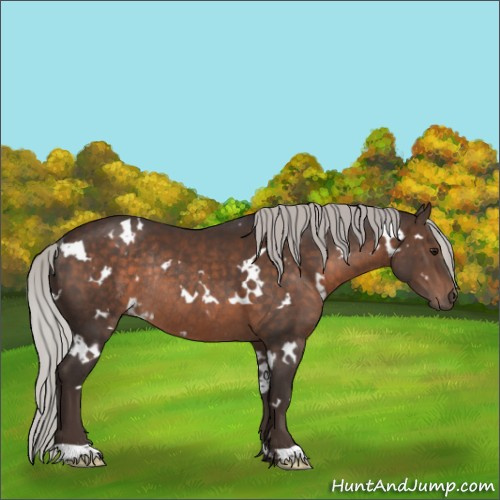 Horse Color:White Spotted Silver Brown Rabicano 