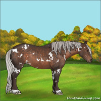 Horse Color:White Spotted Silver Brown Rabicano 