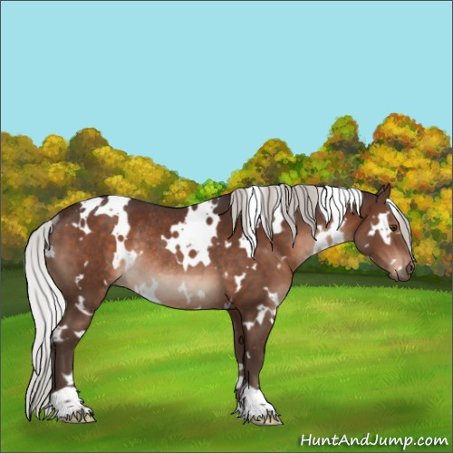 Horse Color:White Spotted Silver Brown Rabicano 