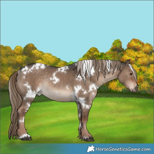 Horse Color:White Spotted Liver Red Dun Rabicano 