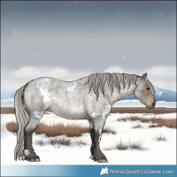 Horse Color:White Spotted Silver Smoky Blue Roan Rabicano 