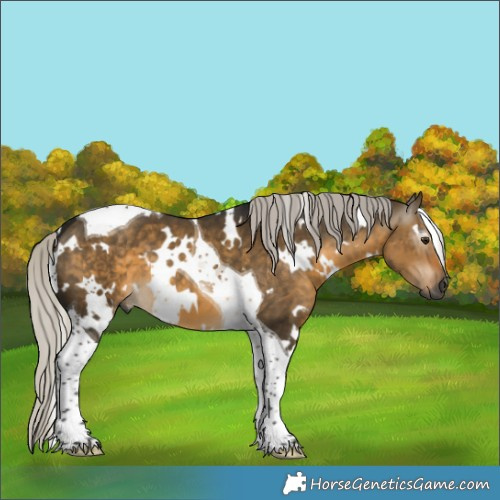 Horse Color:Gray White Spotted Silver Buckskin Dun Tobiano 