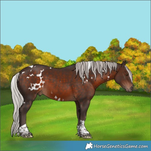 Horse Color:White Spotted Silver Brown Tobiano 
