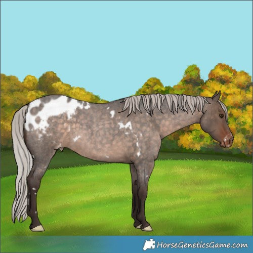 Horse Color:White Spotted Silver Brown Roan Dun Appaloosa Rabicano 