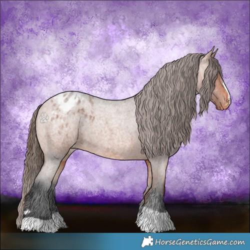 Horse Color:Bay Roan Appaloosa 