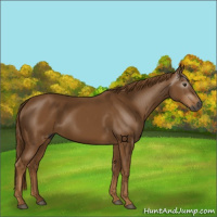 Horse Color:Gray Chestnut
