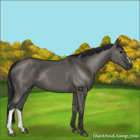 Horse Color:Grullo