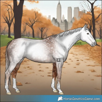 Horse Color:Gray Chestnut 
