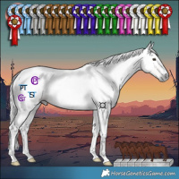 Horse Color:Gray Chestnut Tobiano 