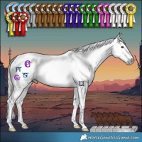 Horse Color:Gray Chestnut Tobiano