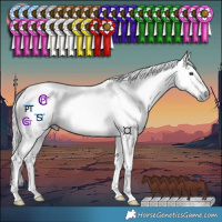 Horse Color:Gray Chestnut Tobiano
