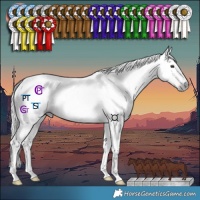 Horse Color:Gray Chestnut Tobiano 