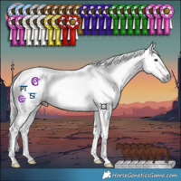 Horse Color:Gray Chestnut Tobiano