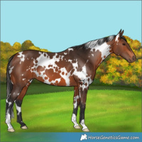 Horse Color:White Spotted Bay 